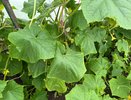 Вот как можно продлить жизнь огурцам до осени уже сейчас: омолодите плети, а затем используйте 2 удобрения
