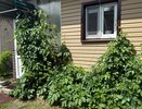 Борщевик - цветочек по сравнению с ним: как вредное растение из Америки захватывает Россию - спасайте от него свой земельный участок