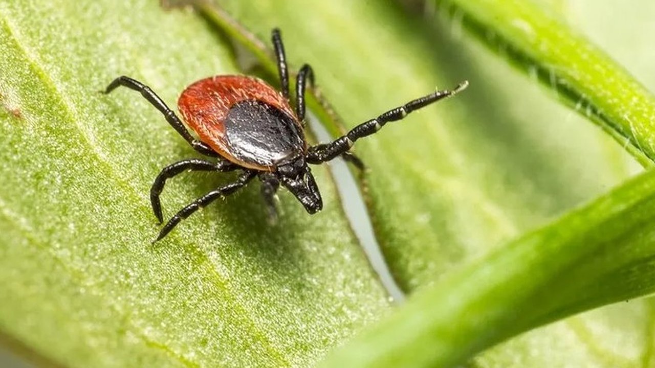 Главная картинка новости: Во Владимирской области за неделю клещи укусили 99 человек
