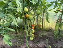 Подвязываю нижние листья томатов зигзагом к стеблю: почти все кусты как минимум удвоили число завязей