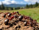 Муравьи самостоятельно покинут ваш огород через сутки благодаря такому угощению: никакой химии и хлопот