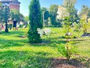 На Спасском холме во Владимире высадили гортензии и туи