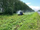 В Собинском районе обработали от борщевика 16 гектаров вдоль дорог
