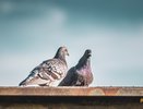 Владимирцам грозят штрафы до 5 тысяч рублей за кормление голубей в жилых зонах
