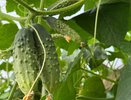 Использую вот какую подкормку — пожелтевшие листья огурцов становятся как изумруд — плюсом соберёте ведро урожая за 3 дня