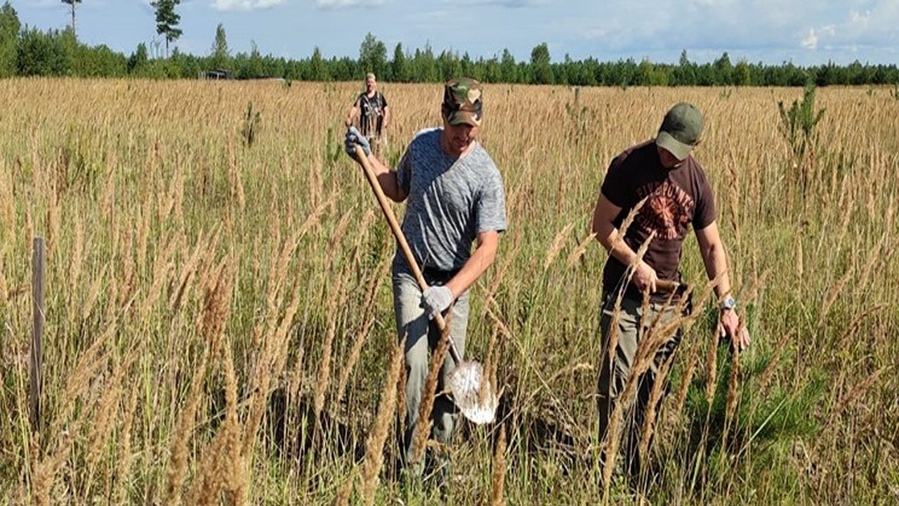 Главная картинка новости: В Ковровском районе расчистили от поросли 20 гектаров редкой сосновой плантации