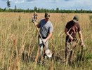 В Ковровском районе расчистили от поросли 20 гектаров редкой сосновой плантации
