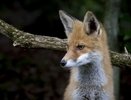 Во Владимирской области продолжаются случаи заражения бешенством
