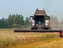 Аграрии Владимирской области собрали урожай с 13,7 тысячи гектаров зерновых культур