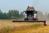 Миниатюра новости: Аграрии Владимирской области собрали урожай с 13,7 тысячи гектаров зерновых культур