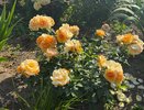 Розам в августе — первым делом: растворите щепотку в 5 литрах - и они зацветут огромными шапками и будут благоухать до заморозков