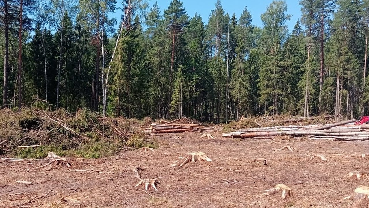 Главная картинка новости: В Гороховецком районе арендатор леса создал угрозу пожара при заготовке древесины
