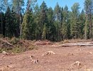 В Гороховецком районе арендатор леса создал угрозу пожара при заготовке древесины