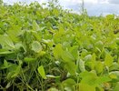 Аграрии Муромского округа и Суздальского района засеяли более 400 гектаров сои