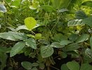 В сельском хозяйстве Владимирской области особую популярность обрела соя