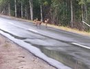 Методы предотвращения опасных ситуаций при встрече с животными на дорогах Владимирской области
