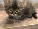 Почему кошка из влажного корма слизывает желе или соус, а кусочки оставляет