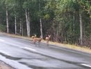 В Меленковском районе госохотинспектор встретил выбежавших на трассу косуль