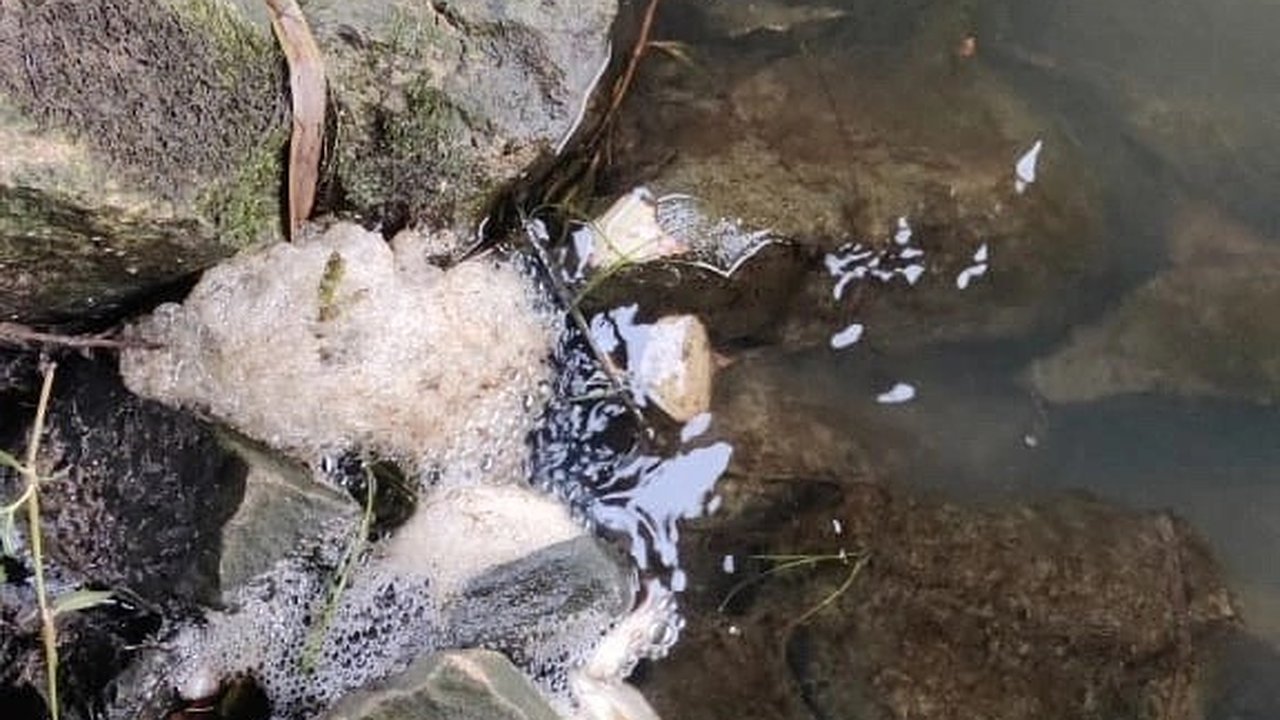 Главная картинка новости: В реке Пекша в Кольчугинском районе погибли рыбы