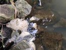 В реке Пекша в Кольчугинском районе погибли рыбы