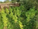 В Собинке задержали двоих мужчин за выращивание запрещённых растений