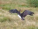 В Клязьминско-Лухском заказнике выпустили на волю чёрного аиста и двух орланов