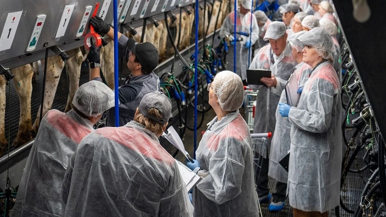 Главная картинка новости: Во Владимиро-Суздальском Ополье проходит соревнование за звание лучшего дояра страны