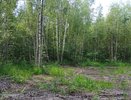 Под Суздалем неизвестные незаконно вырубили деревья на сумму более 130 тысяч рублей