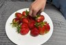 Миниатюра новости: Черви в сливе и клубнике: как убрать вредителей - быстрый и эффективный способ
