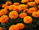 Бархатцы — настоящие стражи клубники: вот как можно применить их от нематод и долгоносиков