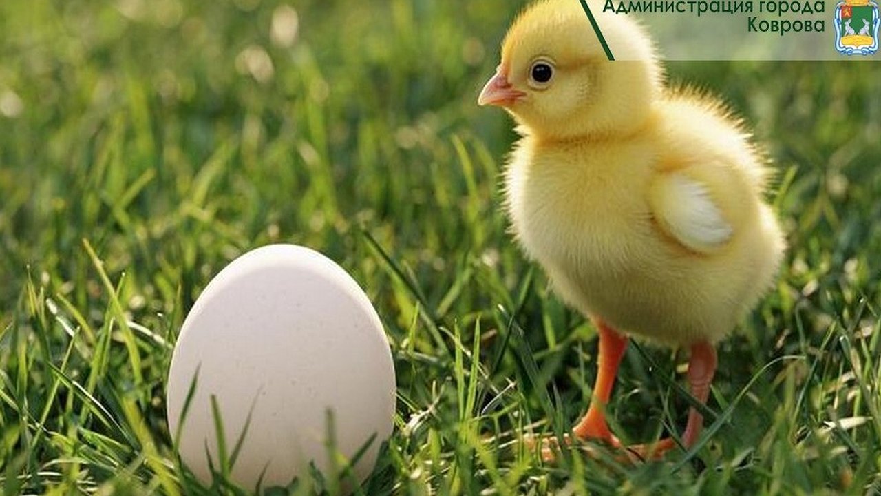 Главная картинка новости: В Коврове специалисты проверяют случай возможного птичьего гриппа