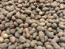 Поразительный щит для картофеля: листья рябины окажут клубням неожиданную помощь