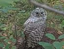 В лесах Меленковского района встретили редкую длиннохвостую неясыть