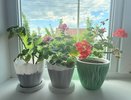 1 шт. на 1 литр — герань будет цвести как бешеная: цветочные шары лезут наперегонки круглый год — мощная подкормка