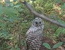В Меленковском районе засняли краснокнижного пернатого хищника