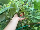 Как вырастить ремонтантную малину в мобильных грядках: советы от опытных садоводов