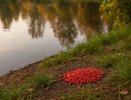 Во Владимире проведут обработку Соловьиного пруда от грызунов