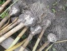 Перестала выбрасывать бархатцы, которые уже отцвели — несу на грядку к озимому чесноку: знаю лайфхак для мегаурожая