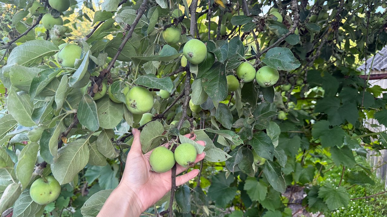 Главная картинка новости: Лью под яблони в сентябре 2 ведра раствор: получаю в 2 раза больше урожая летом, плоды крупные и наливные