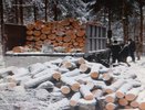В Кольчугине будут судить мужчину за незаконную вырубку леса на 2 миллиона рублей