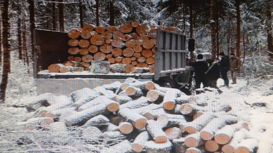 Главная картинка новости: В Кольчугине будут судить мужчину за незаконную вырубку леса на 2 миллиона рублей