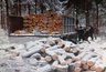 Миниатюра новости: В Кольчугине будут судить мужчину за незаконную вырубку леса на 2 миллиона рублей