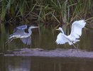 Занесенные в Красную книгу цапли были замечены на водоемах Владимирской области