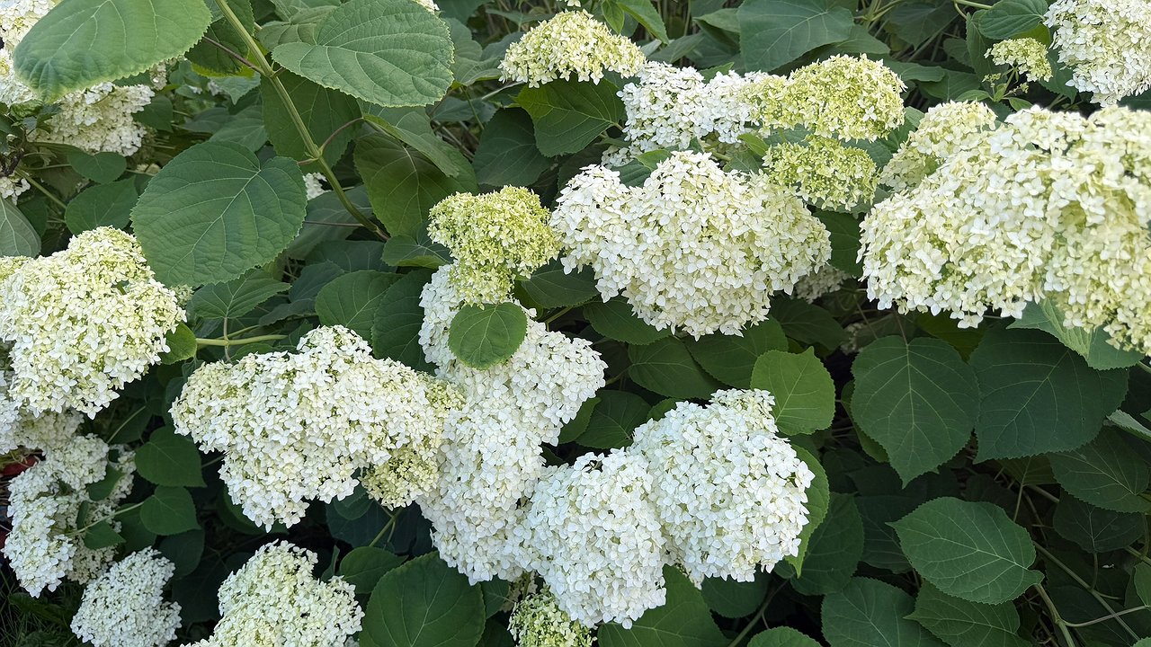 Главная картинка новости: Сажаем гортензию осенью в горшок: получаем невероятной красоты бутоны при минимуме действий