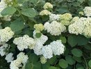 Сажаем гортензию осенью в горшок: получаем невероятной красоты бутоны при минимуме действий