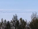 В небе над Меленковским районом засняли большую стаю журавлей