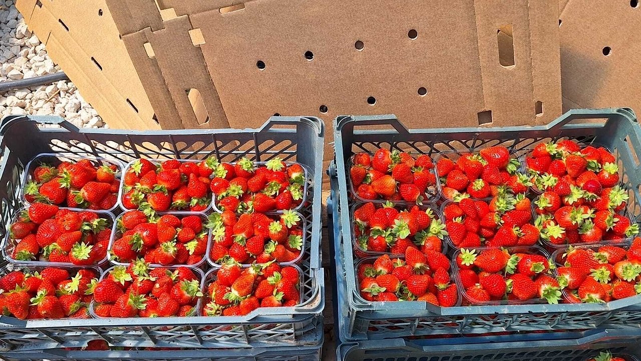 Главная картинка новости: Фермеры Петушинского района расширяют теплицы для увеличения урожая клубники