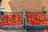 Миниатюра новости: Фермеры Петушинского района расширяют теплицы для увеличения урожая клубники