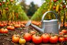 Миниатюра новости: Прощай, фитофтора: 2 продукта в лейку в сентябре и одна обработка спасет будущий урожай
