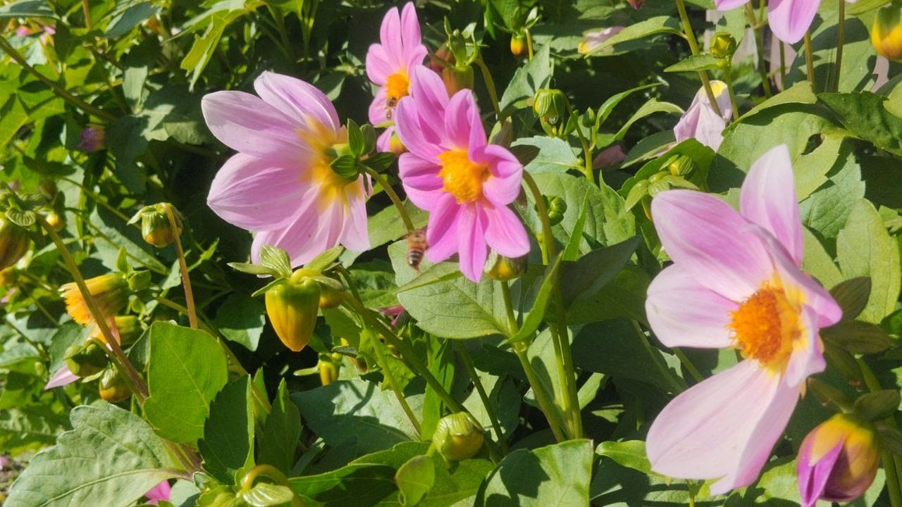 Главная картинка новости: Сад будет расти сам: 5 видов цветов для посева в сентябре, чтобы забыть о хлопотах весной